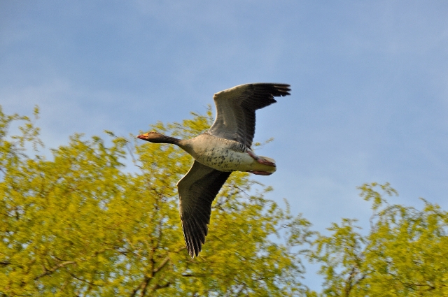 greylag goose, greylag geese-1.jpg - GREYLAG GOOSE - REGENTS PARK - APRIL 2010